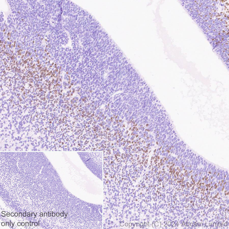 Immunohistochemistry (Formalin/PFA-fixed paraffin-embedded sections) - Anti-TBR2 / Eomes antibody [RM2055] - BSA and Azide free (ab319167), expandable thumbnail