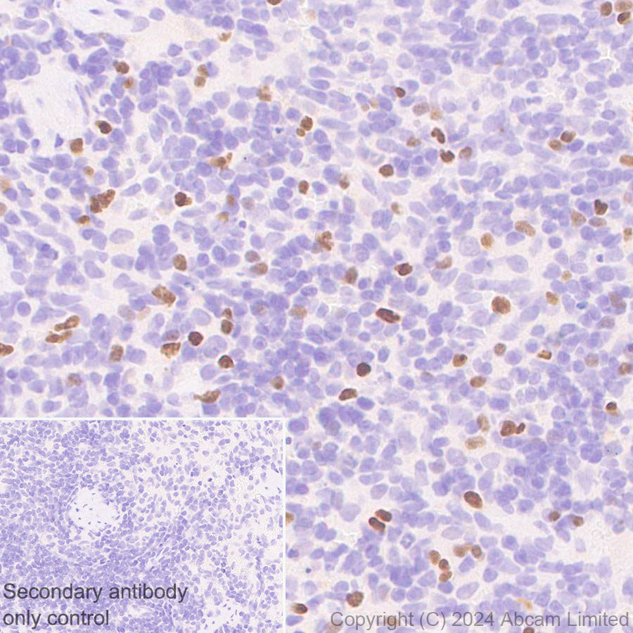Immunohistochemistry (Formalin/PFA-fixed paraffin-embedded sections) - Anti-TBR2 / Eomes antibody [RM2055] - BSA and Azide free (ab319167), expandable thumbnail