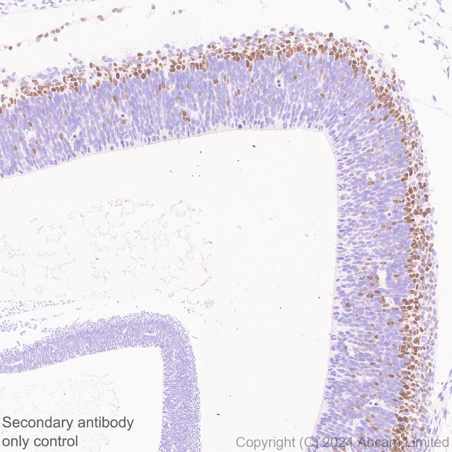 Immunohistochemistry (Formalin/PFA-fixed paraffin-embedded sections) - Anti-TBR2 / Eomes antibody [RM2055] - BSA and Azide free (ab319167), expandable thumbnail