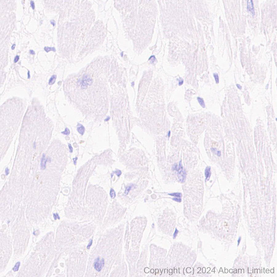 Immunohistochemistry (Formalin/PFA-fixed paraffin-embedded sections) - Anti-TBR2 / Eomes antibody [RM2055] - BSA and Azide free (ab319167), expandable thumbnail