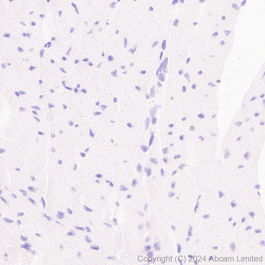 Immunohistochemistry (Formalin/PFA-fixed paraffin-embedded sections) - Anti-TBR2 / Eomes antibody [RM2055] - BSA and Azide free (ab319167), expandable thumbnail