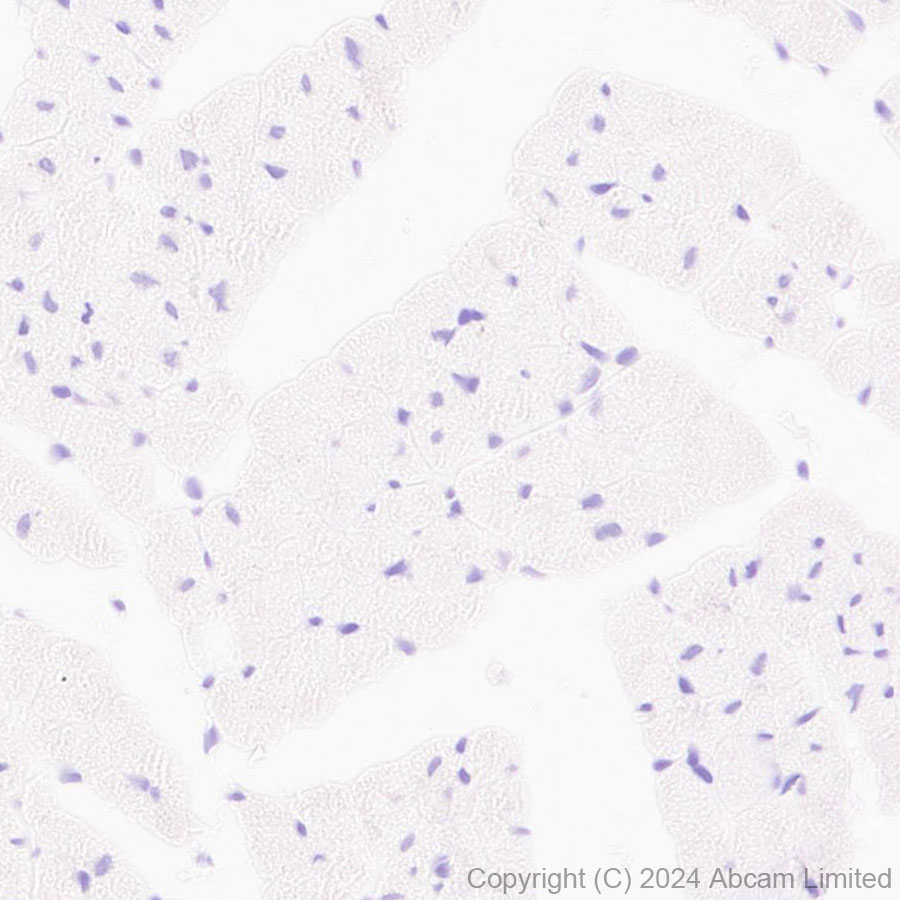 Immunohistochemistry (Formalin/PFA-fixed paraffin-embedded sections) - Anti-TBR2 / Eomes antibody [RM2055] - BSA and Azide free (ab319167), expandable thumbnail
