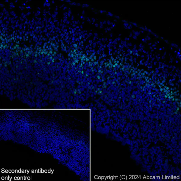 Immunohistochemistry (Frozen sections) - Anti-TBR2 / Eomes antibody [RM2055] - BSA and Azide free (AB319167)