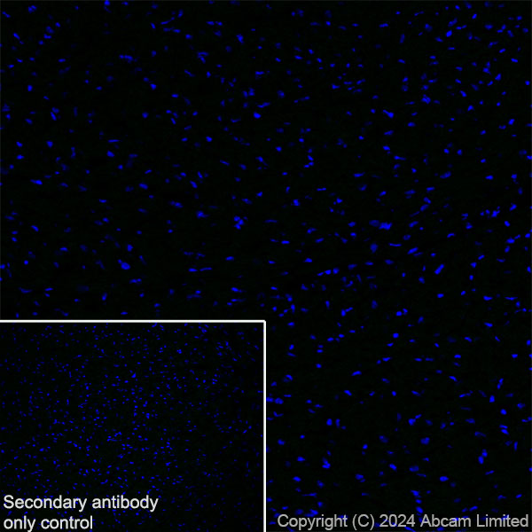 Immunohistochemistry (Frozen sections) - Anti-TBR2 / Eomes antibody [RM2055] - BSA and Azide free (AB319167), expandable thumbnail