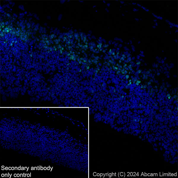 Immunohistochemistry (Frozen sections) - Anti-TBR2 / Eomes antibody [RM2055] - BSA and Azide free (AB319167), expandable thumbnail