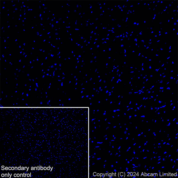Immunohistochemistry (Frozen sections) - Anti-TBR2 / Eomes antibody [RM2055] - BSA and Azide free (AB319167), expandable thumbnail
