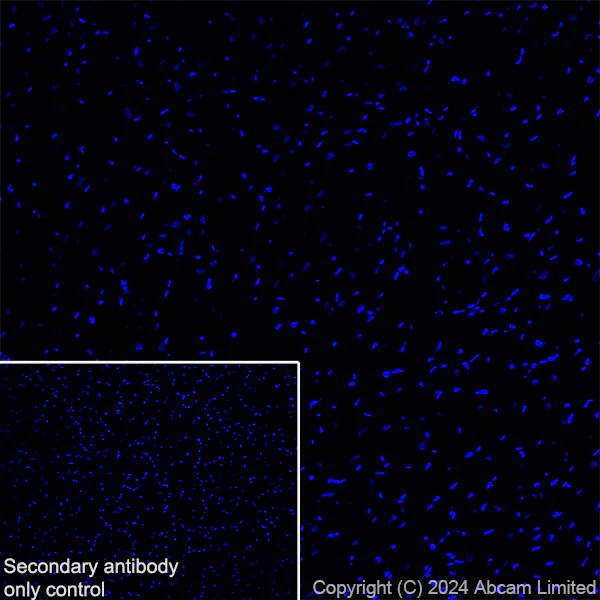 Immunohistochemistry (Frozen sections) - Anti-TBR2 / Eomes antibody [RM2055] - BSA and Azide free (AB319167)