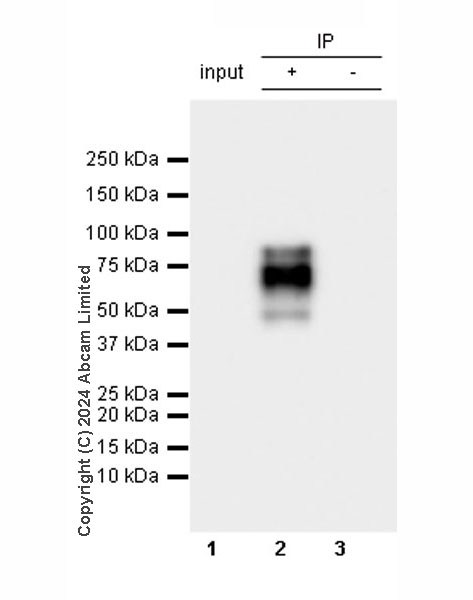 Immunoprecipitation - Anti-TBR2 / Eomes antibody [RM2055] - BSA and Azide free (ab319167), expandable thumbnail