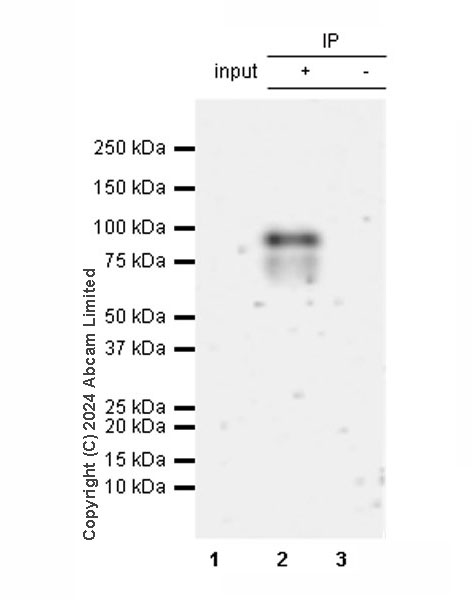 Immunoprecipitation - Anti-TBR2 / Eomes antibody [RM2055] - BSA and Azide free (ab319167), expandable thumbnail