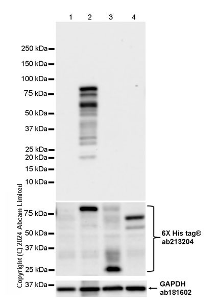 Western blot - Anti-TBR2 / Eomes antibody [RM2055] - BSA and Azide free (AB319167), expandable thumbnail