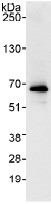 Immunoprecipitation - Anti-TBRG4 antibody (AB99317)