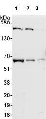 Western blot - Anti-TBRG4 antibody (AB99317)
