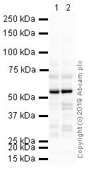 Western blot - Anti-TBX1 antibody (AB18530)