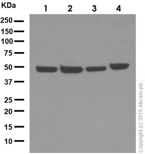 Western blot - Anti-TBX1 antibody [EPR3289(2)] (AB109313)