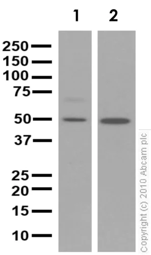 Western blot - Anti-TBX1 antibody [EPR3289(2)] - BSA and Azide free (AB239967)