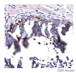 Immunohistochemistry (Formalin/PFA-fixed paraffin-embedded sections) - Anti-Tbx2 antibody (AB33298)