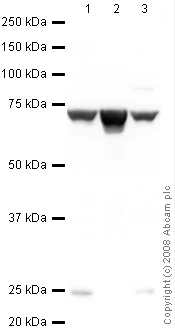 Western blot - Anti-Tbx2 antibody (AB33298)