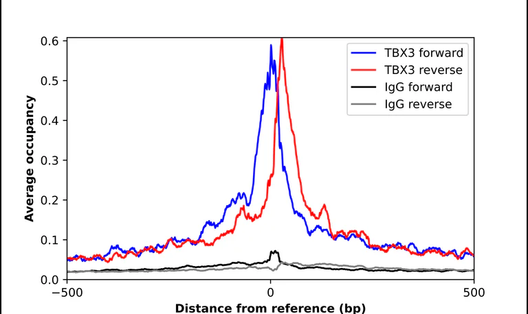 ChIP - Anti-TBX3 Antibody (AB327282)