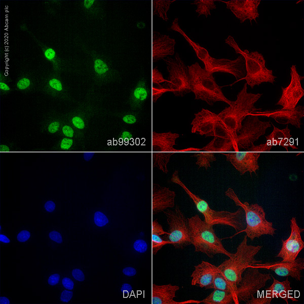 Immunocytochemistry/ Immunofluorescence - Anti-Tbx3 antibody (AB99302)