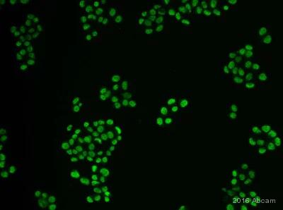 Immunocytochemistry/ Immunofluorescence - Anti-Tbx3 antibody (AB99302)