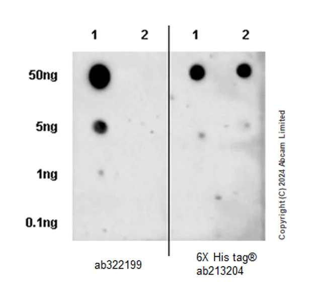 Dot Blot - Anti-TBX3 antibody [EPR28578-38] (AB322199)