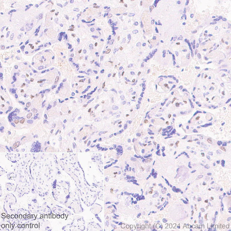 Immunohistochemistry (Formalin/PFA-fixed paraffin-embedded sections) - Anti-TBX3 antibody [EPR28578-38] (AB322199)
