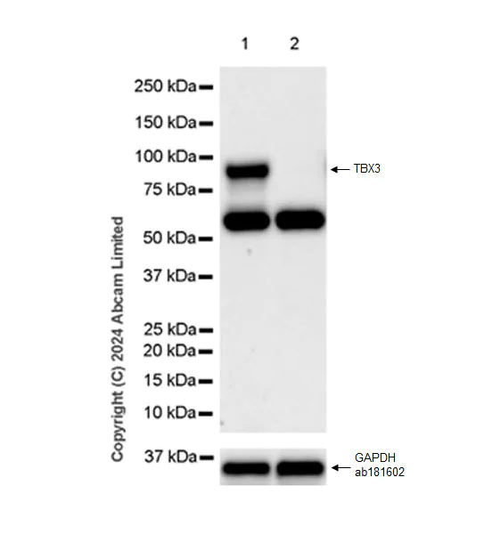 Western blot - Anti-TBX3 antibody [EPR28578-38] (AB322199)