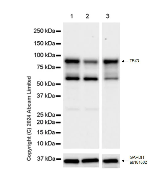 Western blot - Anti-TBX3 antibody [EPR28578-38] (AB322199)