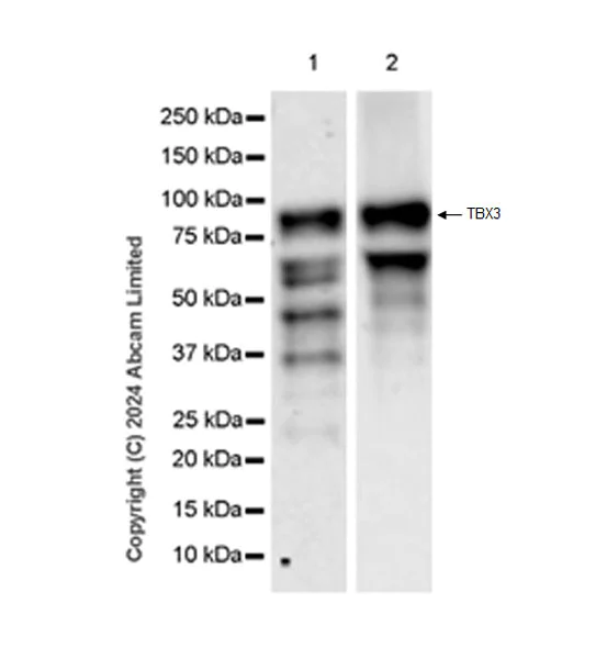 Western blot - Anti-TBX3 antibody [EPR28578-38] (AB322199)
