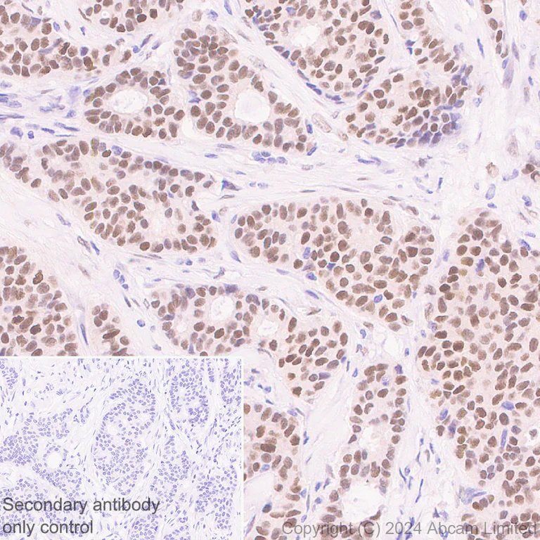 Immunohistochemistry (Formalin/PFA-fixed paraffin-embedded sections) - Anti-TBX3 antibody [EPR28578-38] - BSA and Azide free (AB324776)