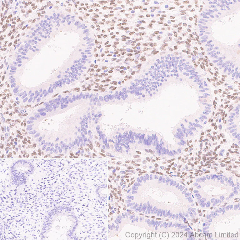 Immunohistochemistry (Formalin/PFA-fixed paraffin-embedded sections) - Anti-TBX3 antibody [EPR28578-38] - BSA and Azide free (AB324776)