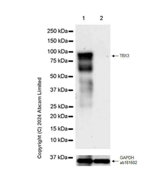 Western blot - Anti-TBX3 antibody [EPR28578-38] - BSA and Azide free (AB324776)
