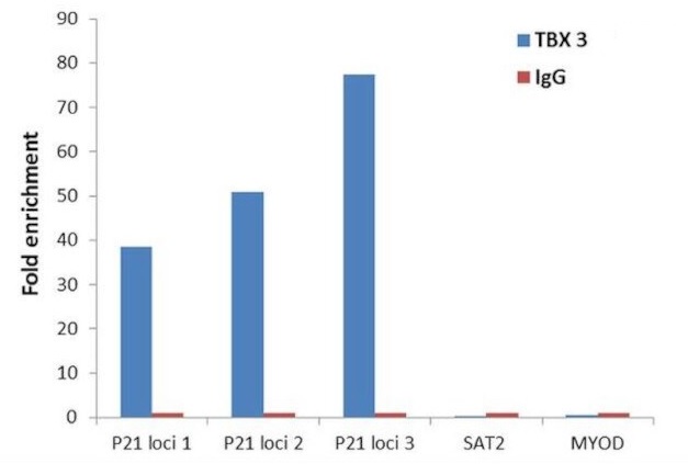 ChIP - Anti-Tbx3 Antibody [RP23040141] (AB313456), expandable thumbnail