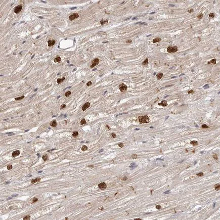 Immunohistochemistry (Formalin/PFA-fixed paraffin-embedded sections) - Anti-TBX5 antibody (AB223760)