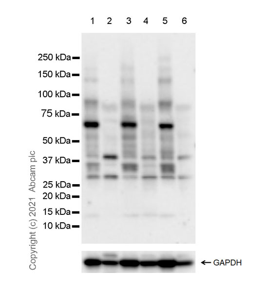 Western blot - Anti-TBX5 antibody [EPR23798-102] (AB259980), expandable thumbnail