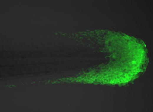 IHC - Wholemount - Anti-Tbx6 antibody (AB209827)