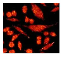 Immunocytochemistry/ Immunofluorescence - Anti-TC10 antibody [Y304] (AB32079)