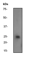 Western blot - Anti-TC10 antibody [Y304] (AB32079)