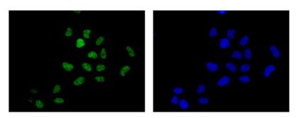 Immunocytochemistry/ Immunofluorescence - Anti-TCEA1 antibody [EPR14820(B)] (AB184181), expandable thumbnail