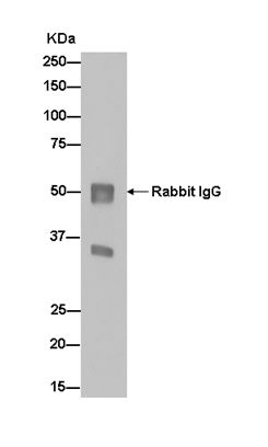 Immunoprecipitation - Anti-TCEA1 antibody [EPR14820(B)] (AB184181), expandable thumbnail