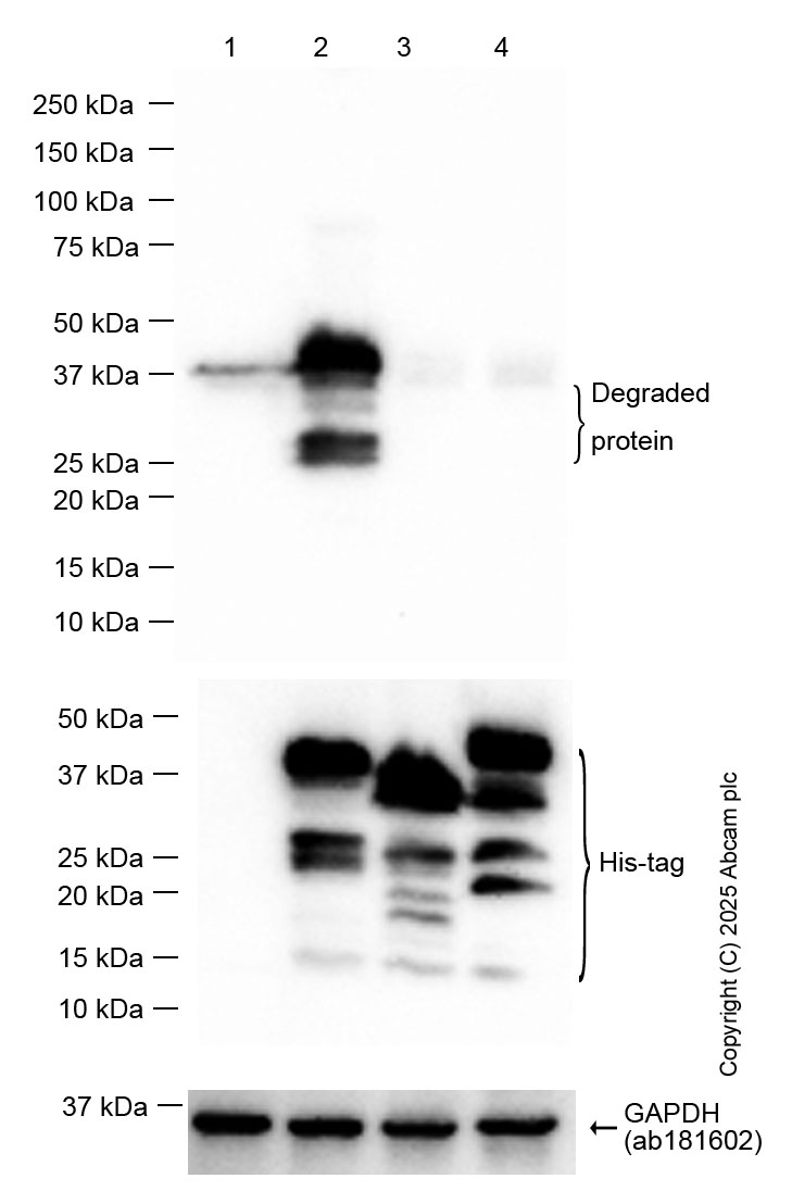 Western blot - Anti-TCEA1 antibody [EPR14820(B)] (ab184181), expandable thumbnail