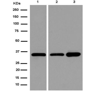 Western blot - Anti-TCEA1 antibody [EPR14820(B)] (AB184181), expandable thumbnail