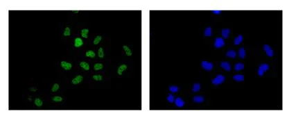Immunocytochemistry/ Immunofluorescence - Anti-TCEA1 antibody [EPR14820(B)] - BSA and Azide free (AB250735)