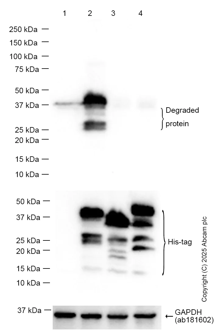 Western blot - Anti-TCEA1 antibody [EPR14820(B)] - BSA and Azide free (AB250735)