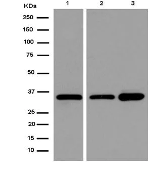 Western blot - Anti-TCEA1 antibody [EPR14820(B)] - BSA and Azide free (AB250735)