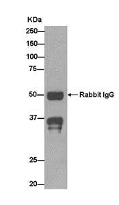 Immunoprecipitation - Anti-TCEA1 antibody [EPR15036-16] - BSA and Azide free (AB250718)