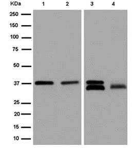 Western blot - Anti-TCEA1 antibody [EPR15036-16] - BSA and Azide free (AB250718)