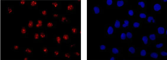 Immunocytochemistry/ Immunofluorescence - Anti-TCEA1 antibody [EPR15036] (AB184158)