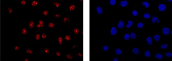 Immunocytochemistry/ Immunofluorescence - Anti-TCEA1 antibody [EPR15036] - BSA and Azide free (AB250717), expandable thumbnail
