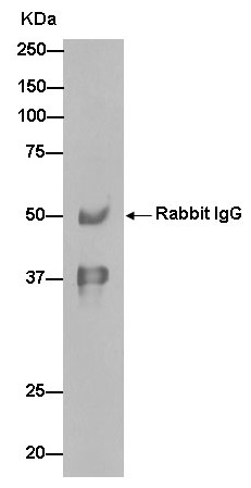 Immunoprecipitation - Anti-TCEA1 antibody [EPR15036] - BSA and Azide free (AB250717), expandable thumbnail